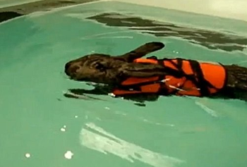 Great news: arthritic rabbit responding positively to hydrotherapy